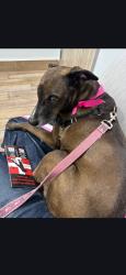 Reunited Female Dog last seen Magnolia Ave and Park Ave, San Jose, CA 95126