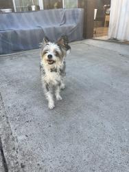 Reunited Female Dog last seen Tilton Ave and Monte Diablo, San Mateo, CA 94401