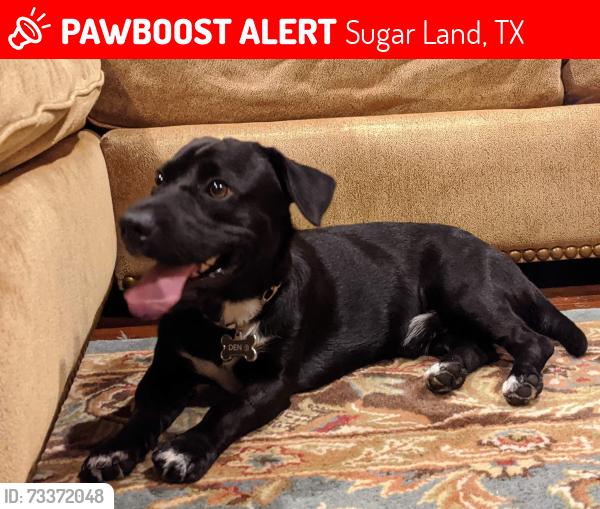 Lost Male Dog last seen Country Club Blvd, Sugar Land, TX 77478