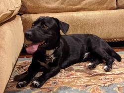 Lost Male Dog last seen Country Club Blvd, Sugar Land, TX 77478
