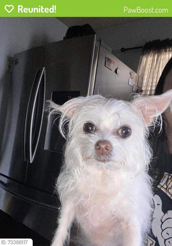 Reunited Female Dog last seen Near Madella St, Haltom City, TX 76117, USA, Haltom City, TX 76117