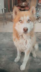 Lost Male Dog last seen Hematite rim, San Antonio, TX 78228