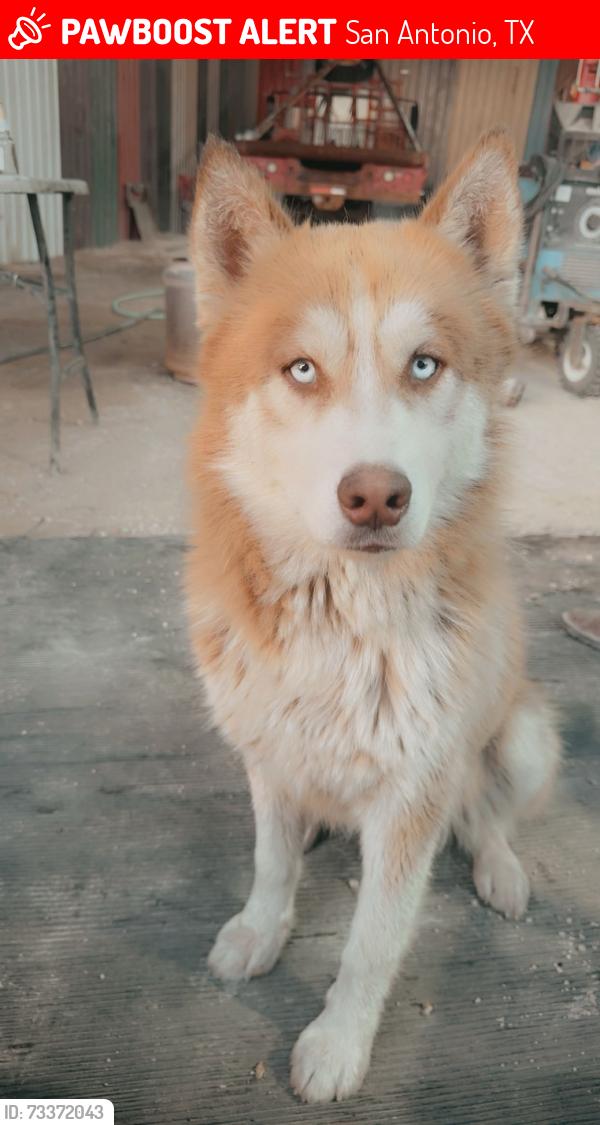 Lost Male Dog last seen Hematite rim, San Antonio, TX 78228
