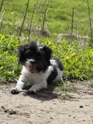 Lost Female Dog last seen 2nd st circle k sw, Rochester, MN 55902