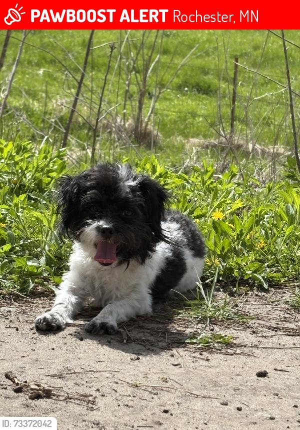 Lost Female Dog last seen 2nd st circle k sw, Rochester, MN 55902