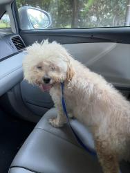 Reunited Male Dog last seen Howell Ave and Summit Ave, Ewing Township, NJ 08628