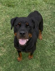 Shelter Stray Female Dog last seen Midwest City, 8485 E Reno Ave, Midwest City, OK 73110, USA