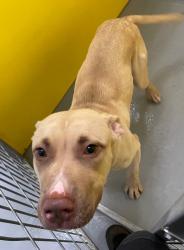 Shelter Stray Male Dog last seen Midwest City, 8485 E Reno Ave, Midwest City, OK 73110, USA