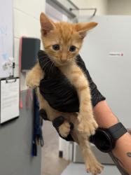 Shelter Stray Male Cat last seen Midwest City, 8485 E Reno Ave, Midwest City, OK 73110, USA