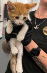 Shelter Stray Male Cat last seen Midwest City, 8485 E Reno Ave, Midwest City, OK 73110, USA