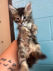 Shelter Stray Female Cat last seen Bexar County, 3353 Morningside Dr, New Braunfels, TX 78132, USA