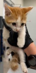 Shelter Stray Male Cat last seen Midwest City, 8485 E Reno Ave, Midwest City, OK 73110, USA