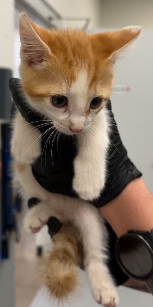 Shelter Stray Male Cat last seen Midwest City, 8485 E Reno Ave, Midwest City, OK 73110, USA