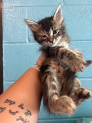 Shelter Stray Female Cat last seen Bexar County, 3353 Morningside Dr, New Braunfels, TX 78132, USA