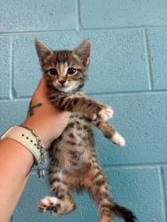 Shelter Stray Male Cat last seen Bexar County, 3353 Morningside Dr, New Braunfels, TX 78132, USA