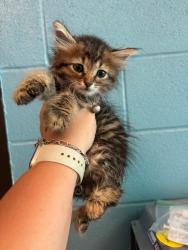 Shelter Stray Male Cat last seen Bexar County, 3353 Morningside Dr, New Braunfels, TX 78132, USA