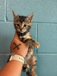 Shelter Stray Female Cat last seen Bexar County, 3353 Morningside Dr, New Braunfels, TX 78132, USA