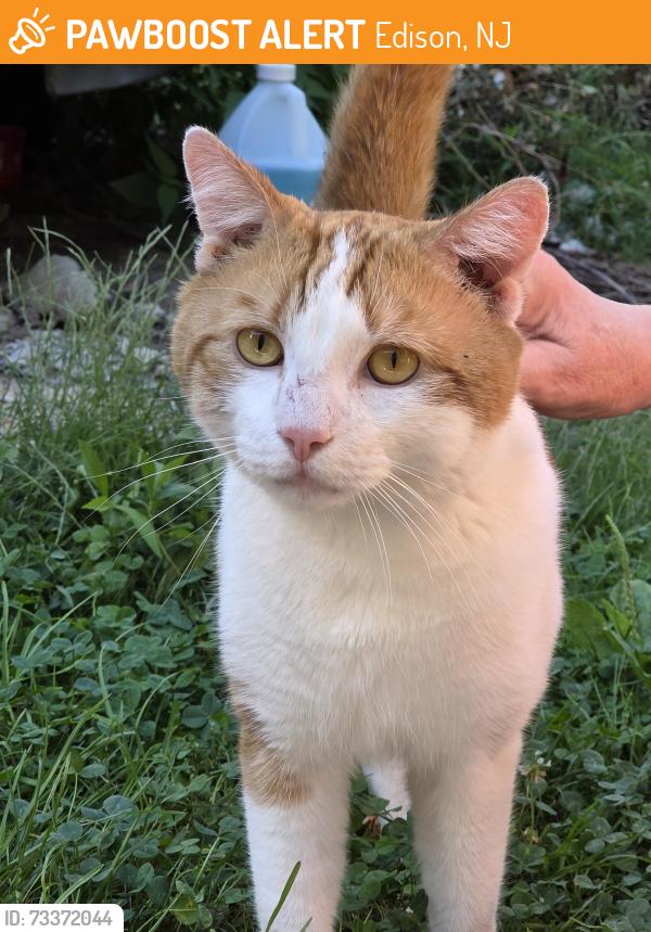 Found/Stray Male Cat last seen Fayette Street, Edison, Edison, NJ 08817