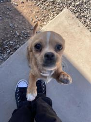 Lost Male Dog last seen 11th ave and Cocopah St, Phoenix, AZ 85007