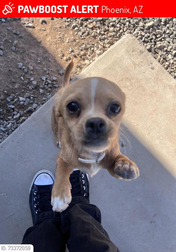 Lost Male Dog last seen 11th ave and Cocopah St, Phoenix, AZ 85007