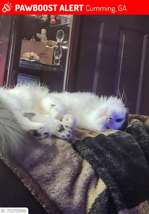 Lost Male Cat last seen Parks Road, Cumming, GA 30041