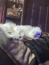Lost Male Cat last seen Parks Road, Cumming, GA 30041