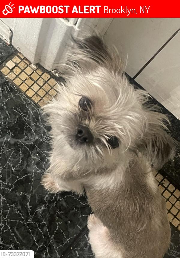Lost Male Dog last seen Dean Street between Thomas Boland and Rockaway Avenue, Brooklyn, NY 11233