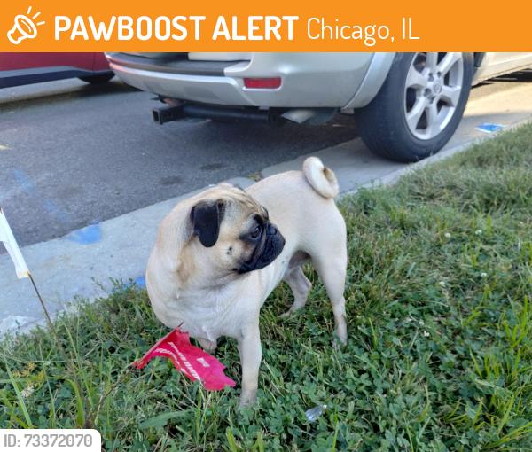 Found/Stray Unknown Dog last seen Harlem and Grace, Chicago, IL 60634
