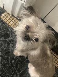 Lost Male Dog last seen Dean Street between Thomas Boland and Rockaway Avenue, Brooklyn, NY 11233