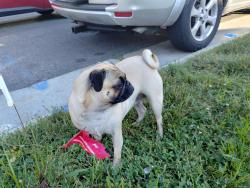 Found/Stray Unknown Dog last seen Harlem and Grace, Chicago, IL 60634