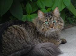 Reunited Male Cat last seen Grand Cornel, Markham, ON L6B 0B3