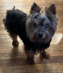 Found/Stray Male Dog last seen Heyden & Midland, Brilliant Detroit Brightmoor, Detroit, MI 48223