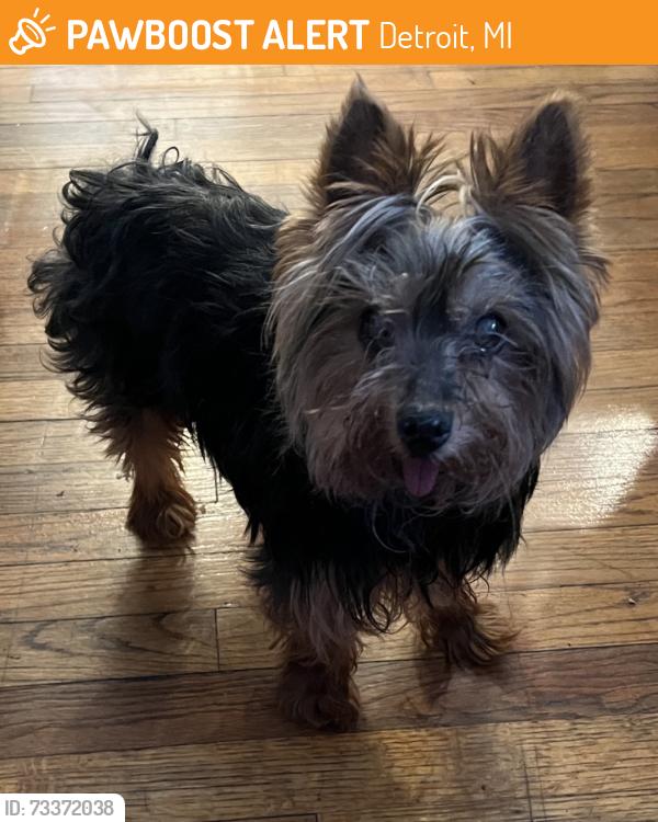 Found/Stray Male Dog last seen Heyden & Midland, Brilliant Detroit Brightmoor, Detroit, MI 48223