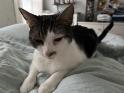Lost Male Cat last seen Euclid ave, Fairfield, CT 06825