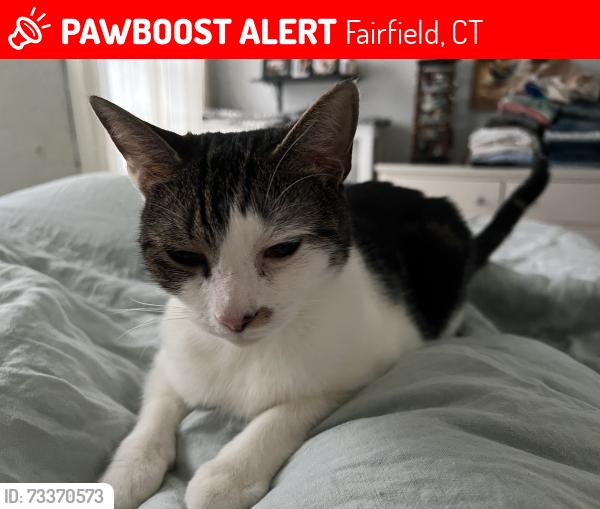 Lost Male Cat last seen Euclid ave, Fairfield, CT 06825