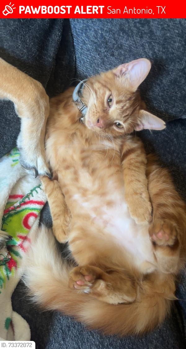 Lost Male Cat last seen Oak Farm/ Sutters Rim SOCOMA, San Antonio, TX 78258
