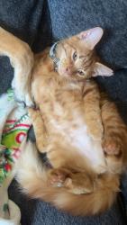 Lost Male Cat last seen Oak Farm/ Sutters Rim SOCOMA, San Antonio, TX 78258
