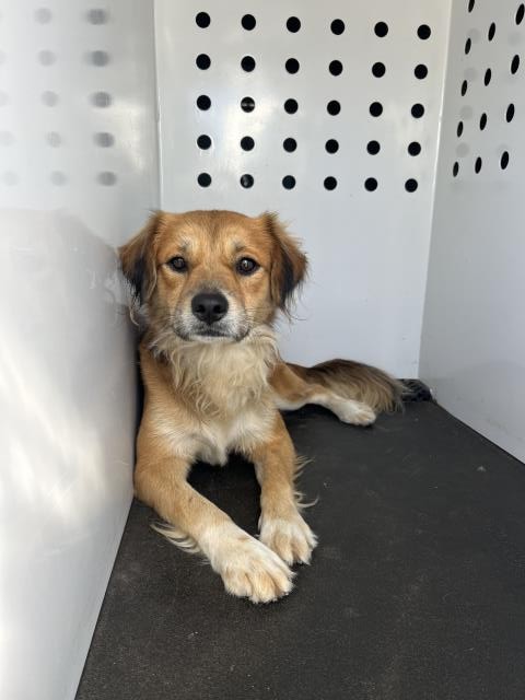 Shelter Stray Male Dog last seen Near BLOCK S UNIVERSITY DR, RIVERSIDE, CA, 6851 Van Buren Boulevard, Jurupa Valley, CA 92509, USA