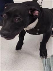 Shelter Stray Male Dog last seen , 11361 W Pico Blvd, Los Angeles, CA 90064, USA