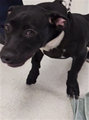 Shelter Stray Male Dog last seen , 11361 W Pico Blvd, Los Angeles, CA 90064, USA