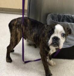 Shelter Stray Male Dog last seen Near BLOCK AVENUE C, PERRIS CA 92570, 6851 Van Buren Boulevard, Jurupa Valley, CA 92509, USA