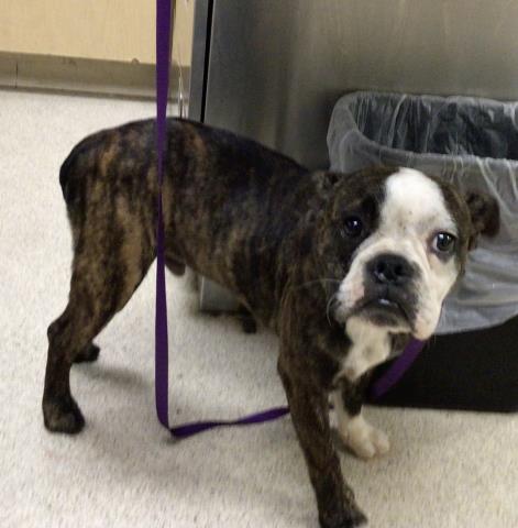 Shelter Stray Male Dog last seen Near BLOCK AVENUE C, PERRIS CA 92570, 6851 Van Buren Boulevard, Jurupa Valley, CA 92509, USA