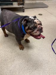 Shelter Stray Male Dog last seen W LINDEN ST/ CHICAGO AVE , RIVERSIDE CA 92507, 6851 Van Buren Boulevard, Jurupa Valley, CA 92509, USA
