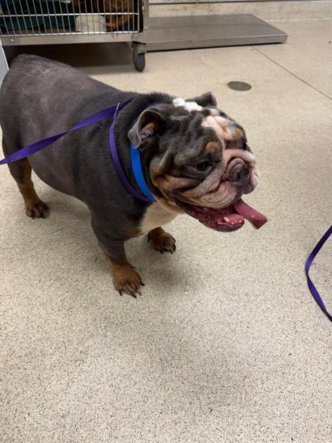 Shelter Stray Male Dog last seen W LINDEN ST/ CHICAGO AVE , RIVERSIDE CA 92507, 6851 Van Buren Boulevard, Jurupa Valley, CA 92509, USA
