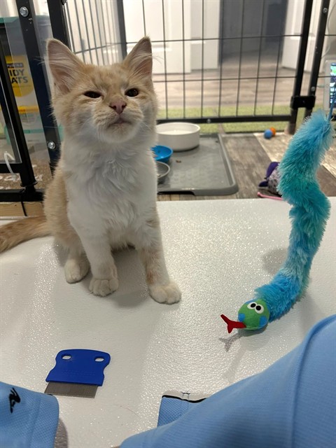 Shelter Stray Male Cat last seen ST PETERS, 4850 Mid Rivers Mall Dr, St Peters, MO 63376, USA