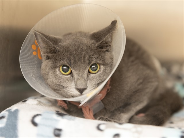 Shelter Stray Male Cat last seen S DATE/W 6TH DR, 5501 E Van Buren St, Phoenix, AZ 85008, USA