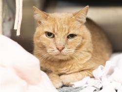 Shelter Stray Male Cat last seen NA, 5501 E Van Buren St, Phoenix, AZ 85008, USA