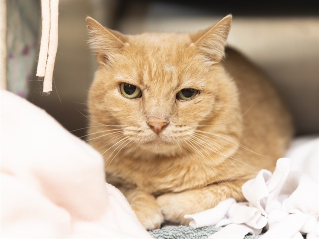 Shelter Stray Male Cat last seen NA, 5501 E Van Buren St, Phoenix, AZ 85008, USA