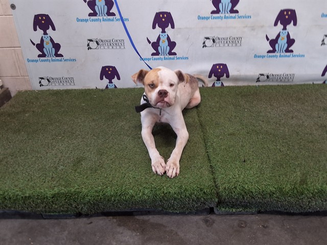 Shelter Stray Male Dog last seen , 2769 Conroy Rd, Orlando, FL 32839, USA