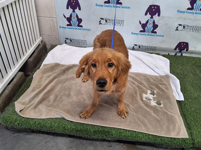 Shelter Stray Male Dog last seen , 2769 Conroy Rd, Orlando, FL 32839, USA